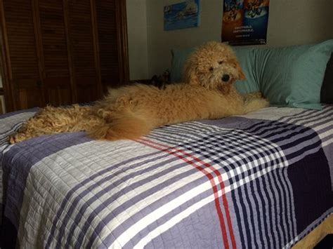 time  bed dog life labradoodle goldendoodle