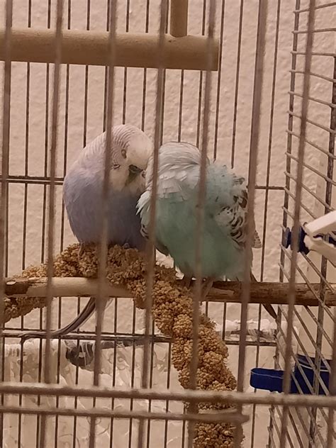 Is my budgies cage too overcrowded? First time bird owner and i just