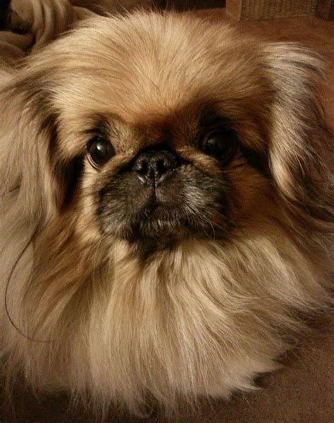 25 Hilarious Pics That Prove Pekingeses Are The Cutest Dogs Ever – Page ...