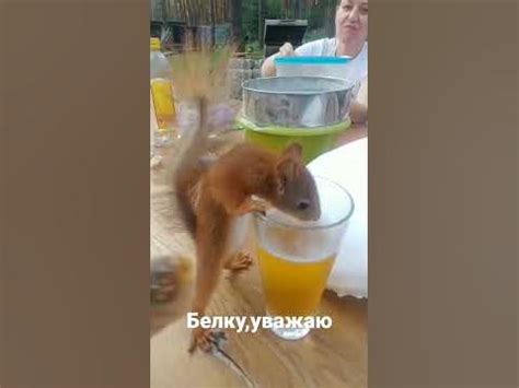 Русская белка🐿️ - YouTube
