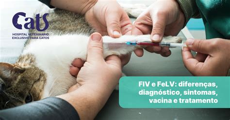Fotos De Gatos Com Fiv E Felv