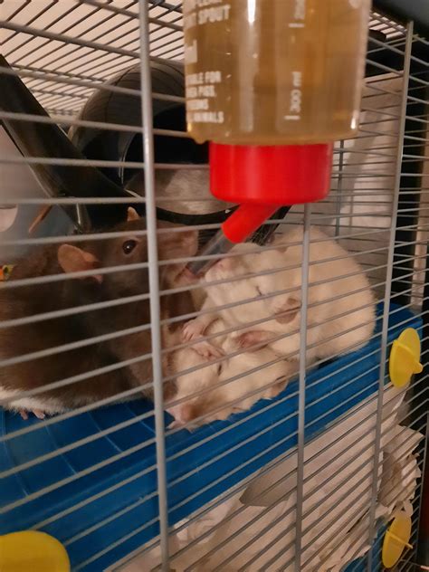 Can any of you wonderful people tell me the approximate age/weight