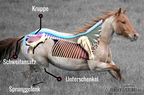 Pferdeanatomie erklärt! Alle wichtigen Fakten zur Hinterhand