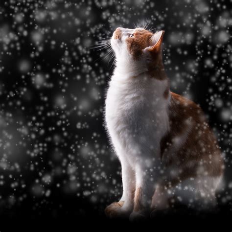 Cute Girl Cat Names - The Best List For Your Furry Girl Cat - PetShoper
