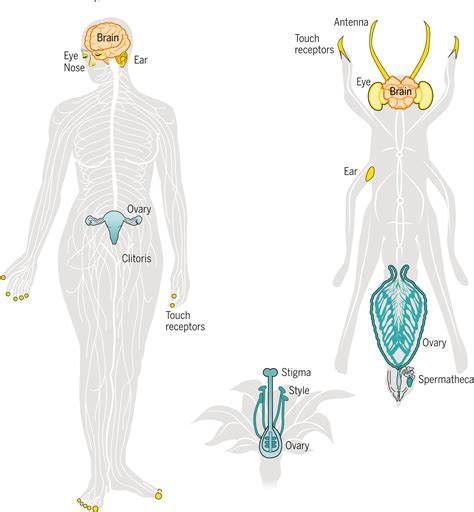 How Do Cats Mate Diagram