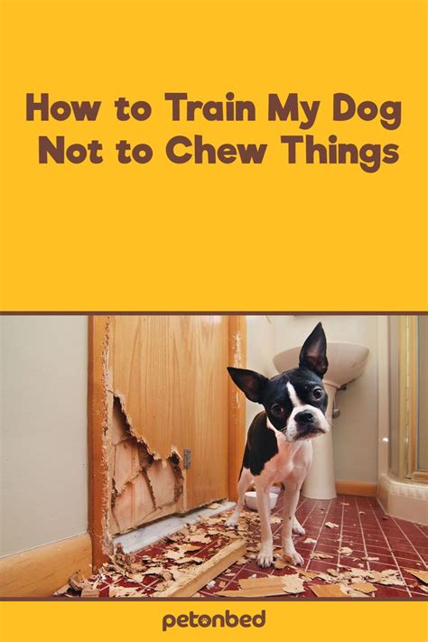 how to train my dog to not chew things