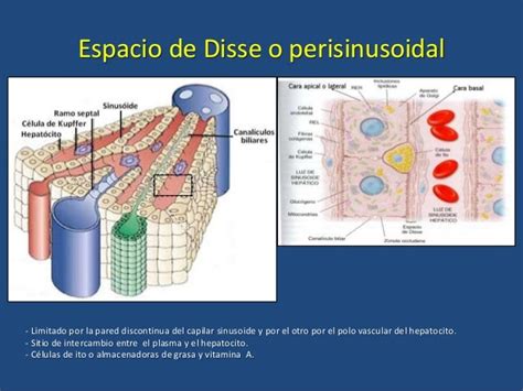 Hígado-Páncreas-Embriología del Sistema Digestivo