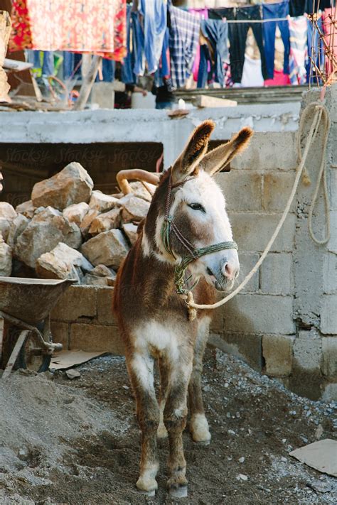 «Donkey In Mexico» de Stocksy Colaborador "Gary Parker" - Stocksy