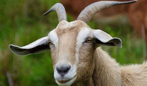 Goats - Facts, Diet, Milk & Habitat Information