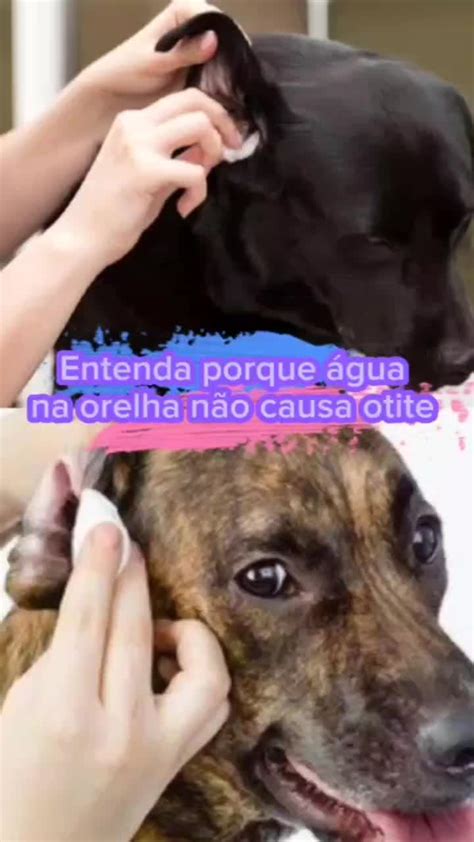 Agua No Ouvido Do Cachorro - 💦 Água no ouvido não causa otite, pois, o cachorro remove o excesso b ...
