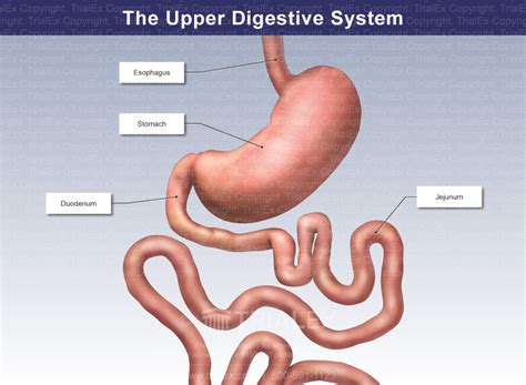 upper stomach diagram