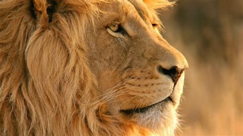 Brave Lion Wallpapers - Top Free Brave Lion Backgrounds - WallpaperAccess