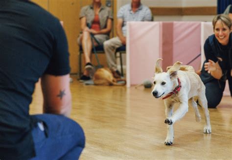 Puppy School | UK Network of Experienced Puppy Trainers Running ...