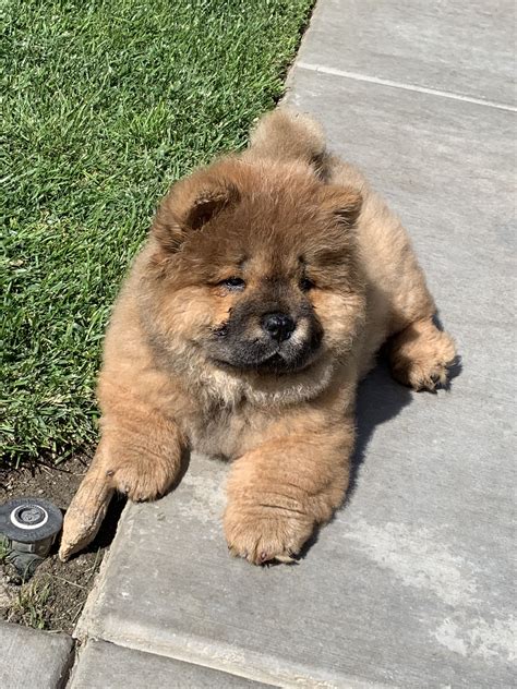 Cute Baby Dogs - Adorable Chow Puppies for Sale | Brown chow chow puppy