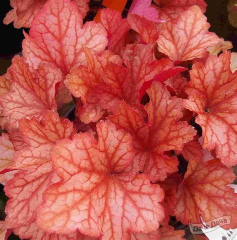 Гейхера Паприка (Heuchera Paprika) - описание сорта, фото, саженцы ...