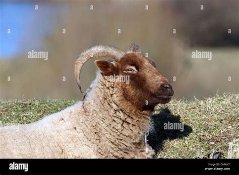 Sheep - Manx Loaghtan breed Stock Photo - Alamy