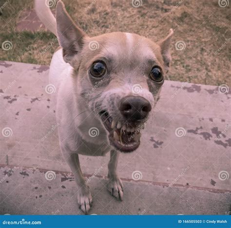 Are Chihuahua Terriers Aggressive