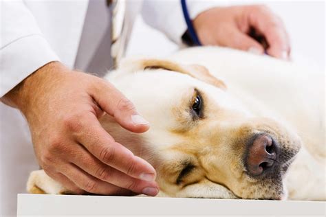 What Is Vestibular Disease In Pets? - Perth Vet Emergency