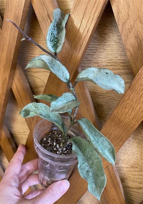 RARE Hoya Carnosa Grey Ghost - Etsy