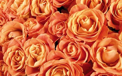 Orange Roses Wallpapers - Wallpaper Cave