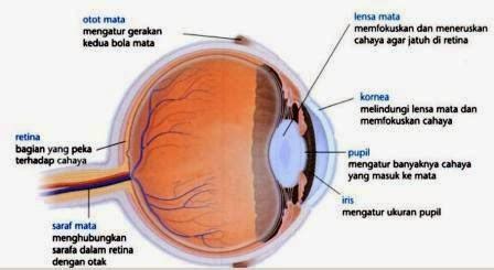 Bagian Bagian Mata dan Fungsinya - cekrisna