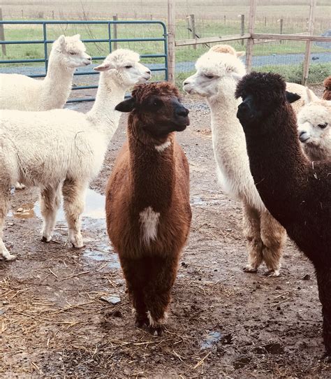 alpaca farm new jersey 1