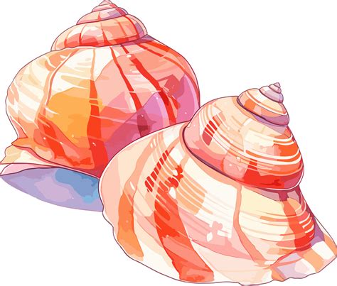 海贝壳卡通插图