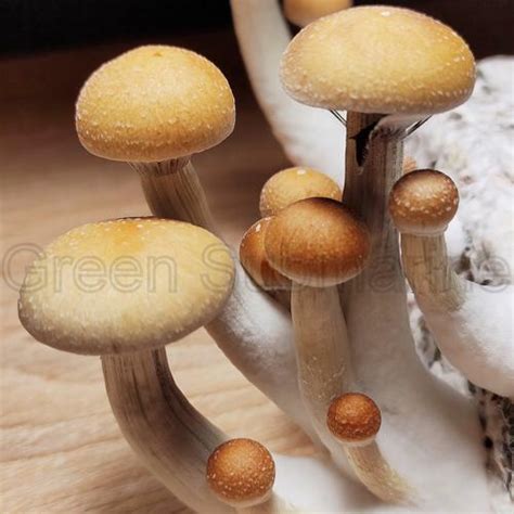 Споры грибов Psilocybe Cubensis - F+ для микологии.