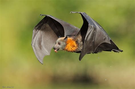 Flying Fox Photos | Incredible Snaps