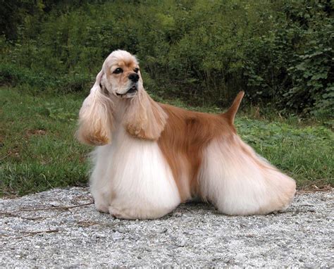 american cocker spaniel    groom