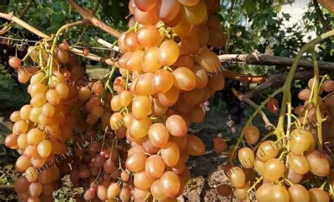 Описание сорта винограда Румба: фото и отзывы | Vinograd-Loza