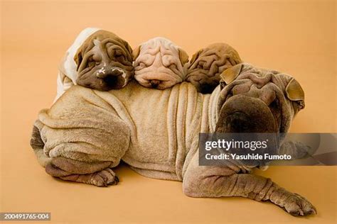 Sharpay Dogs Photos and Premium High Res Pictures - Getty Images
