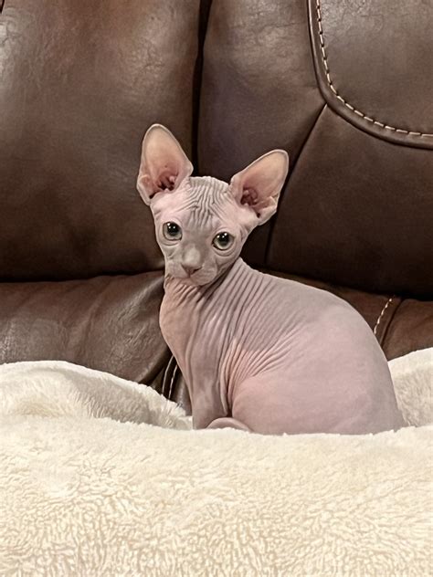 Our New Naked Kitten : Awww
