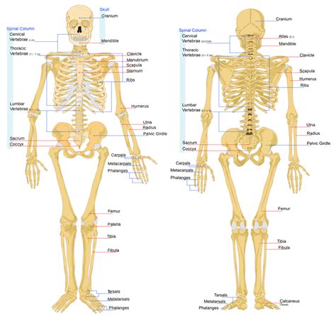 human anatomy bones : Biological Science Picture Directory – Pulpbits.net