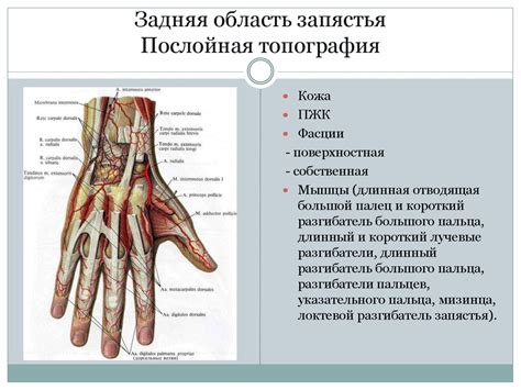 Топографическая анатомия верхней конечности - online presentation