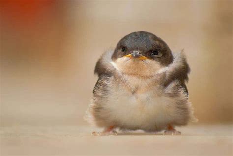 cute bird pictures wallpaperscom