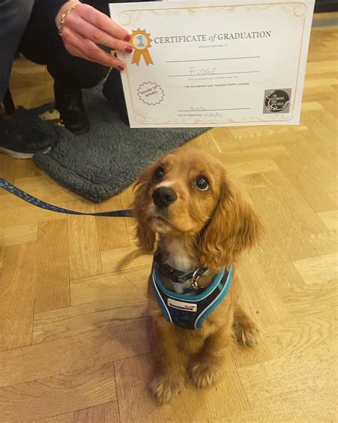 The Richmond Dog Trainer