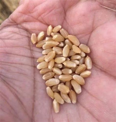 organic natural wheat  rs kg organic wheat  kurwai id