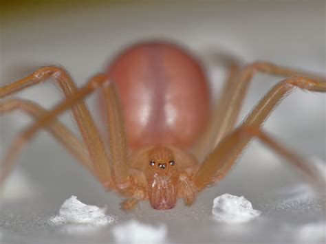 Aranha Marrom Em Casa - NAZAEDU