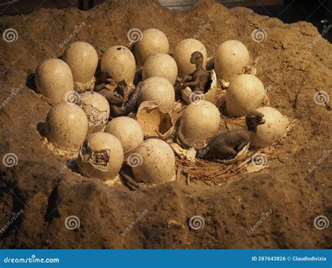 Dinosaur Egg Replica at Natural History Museum in London Stock Photo - Image of european, great ...