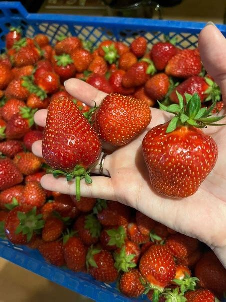 В продаже имеются саженцы клубники разных сортов: Джоли, Априка, Антеа ...
