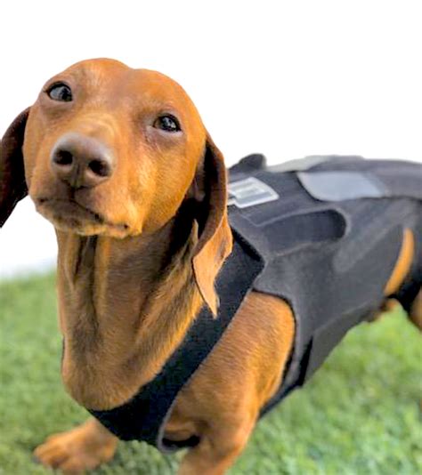 L'IL BACK BRACER: orthopedic back support for dogs with disc disease