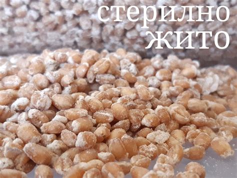 Стерилно жито – без мицел