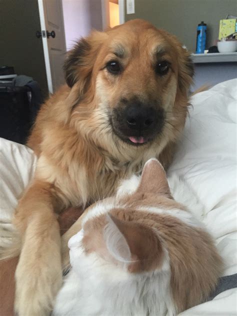 Jealous Dog And Cat