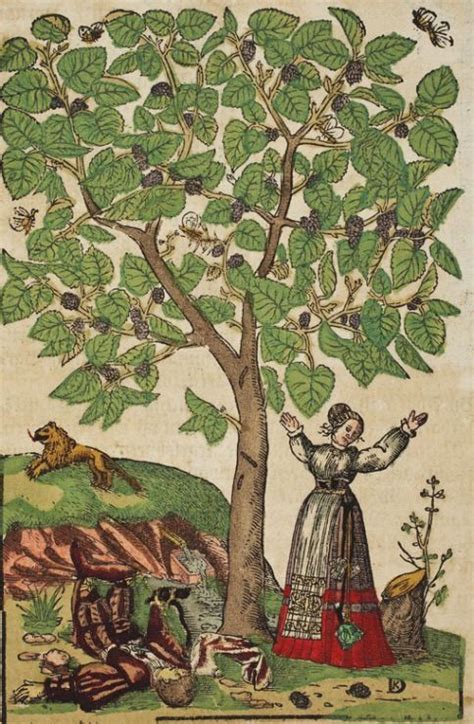 Травник ботаника Hieronymus Bock | Mulberry tree, Tree illustration ...