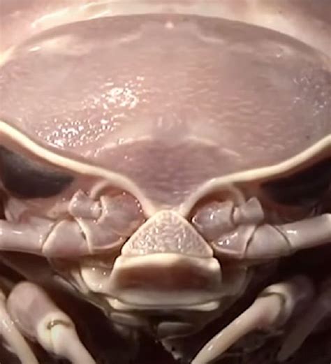Huge 'Sea Cockroach' That Looks Like Darth Vader Identified by