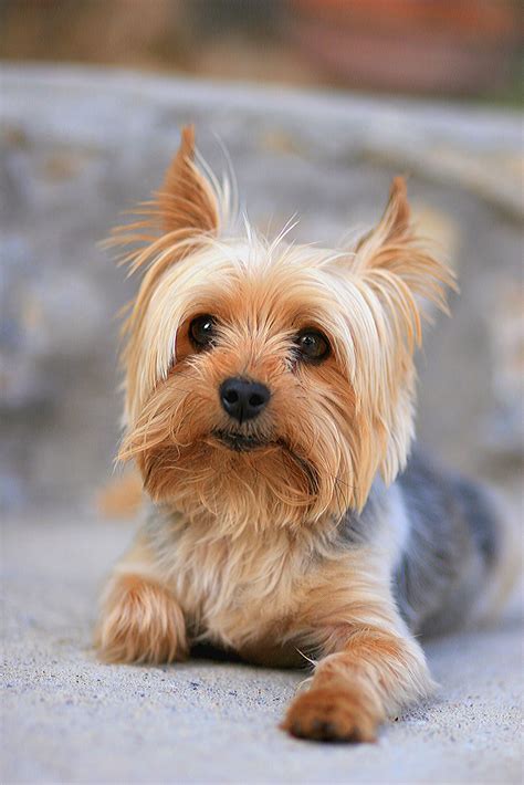 Can A Small Dog Have Puppies