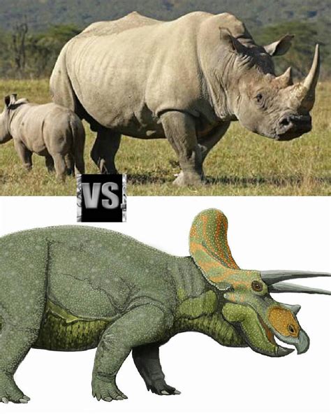 Rhinoceros vs Triceratops by 8410 on DeviantArt