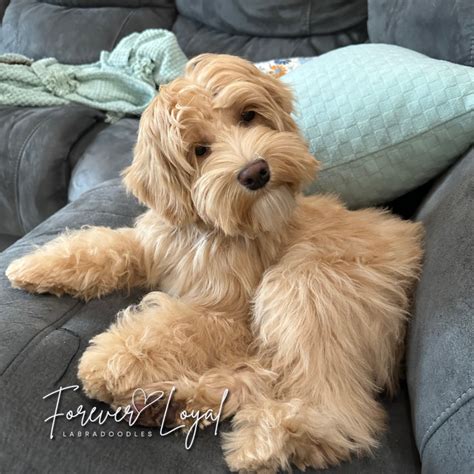 Affectionate Labradoodle Puppies in Oregon Fall In Love With