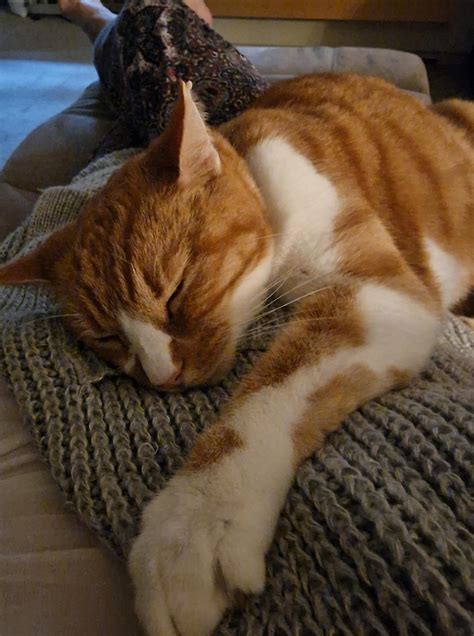 gabapentin for cats side effects 2